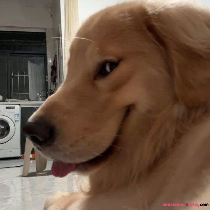 hình ảnh meme chó bựa cute